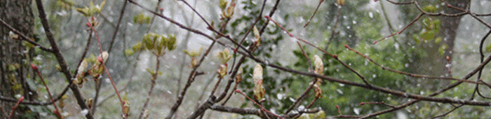 snow
